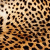 Noir,animaux,léopard (84)